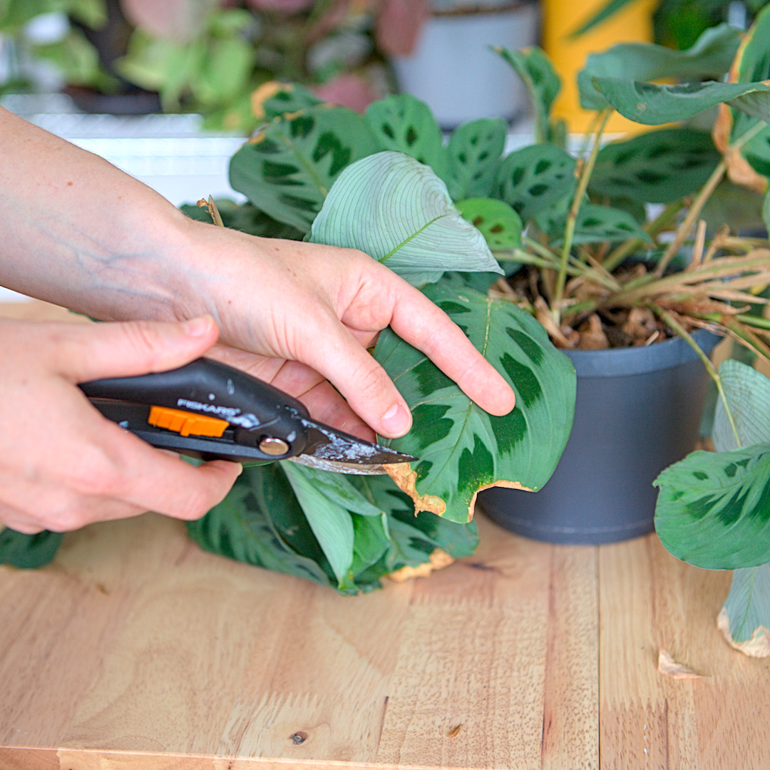 Calathea Spitzen schneiden