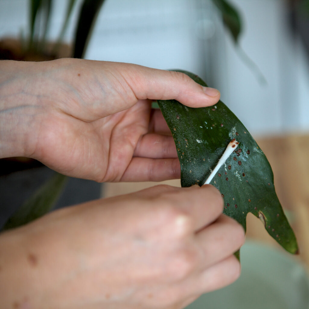 Farn Schildläuse abkratzen