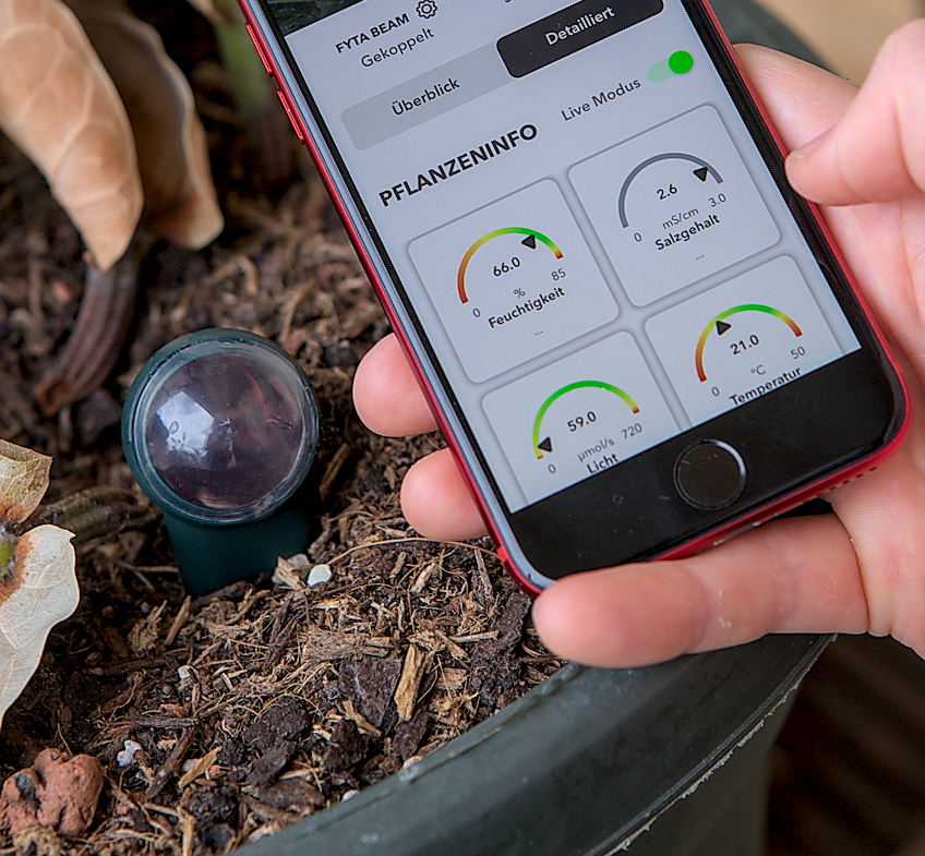 Ficus Beammessung zugeschnitten