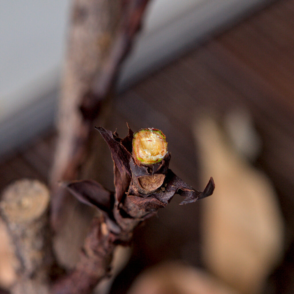 Ficus nach grün suchen