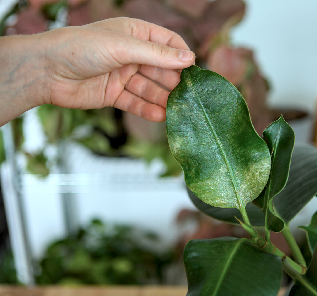 Gummibaum Thripse zeigen