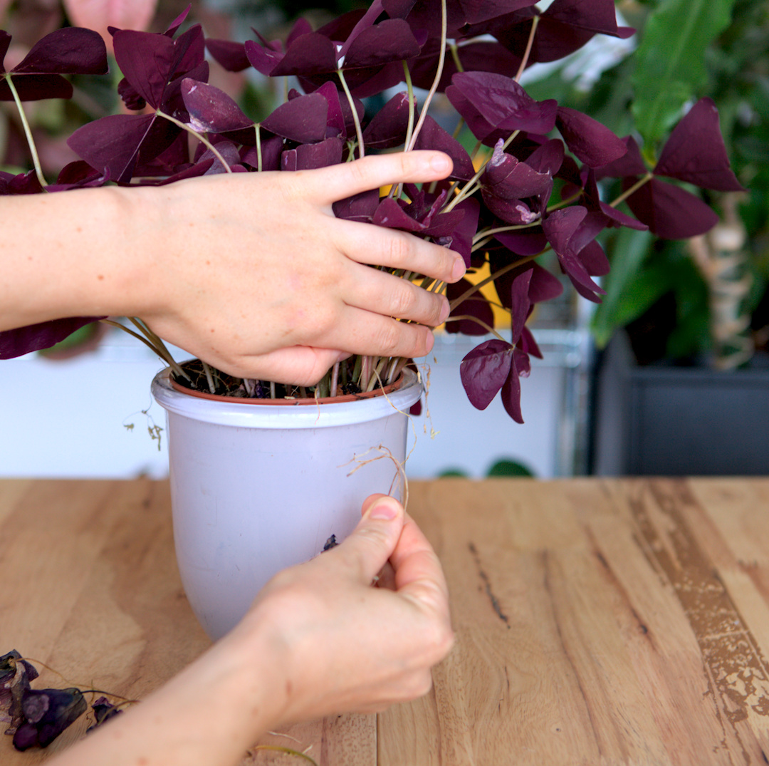 Oxalis Blätter entfernen