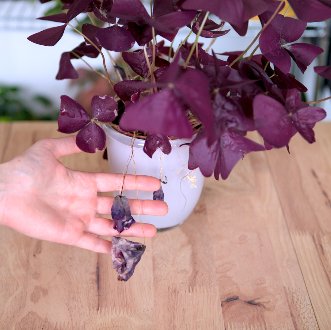 Oxalis Blätter zeigen