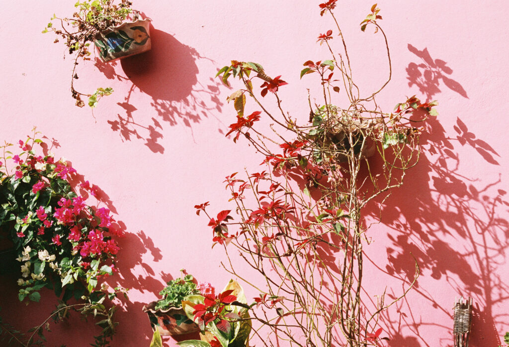 Poinsettia_Fullscreen_KateKubel