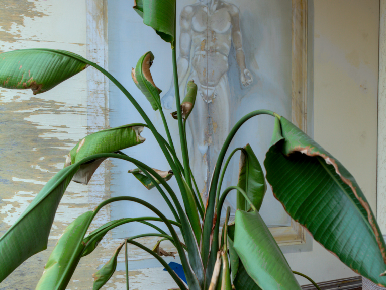 Strelitzie Anfang 4 3