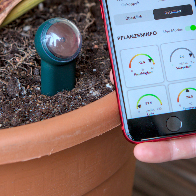 Strelitzie Beammessung zugeschnitten