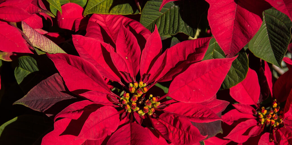 poinsettia-header1