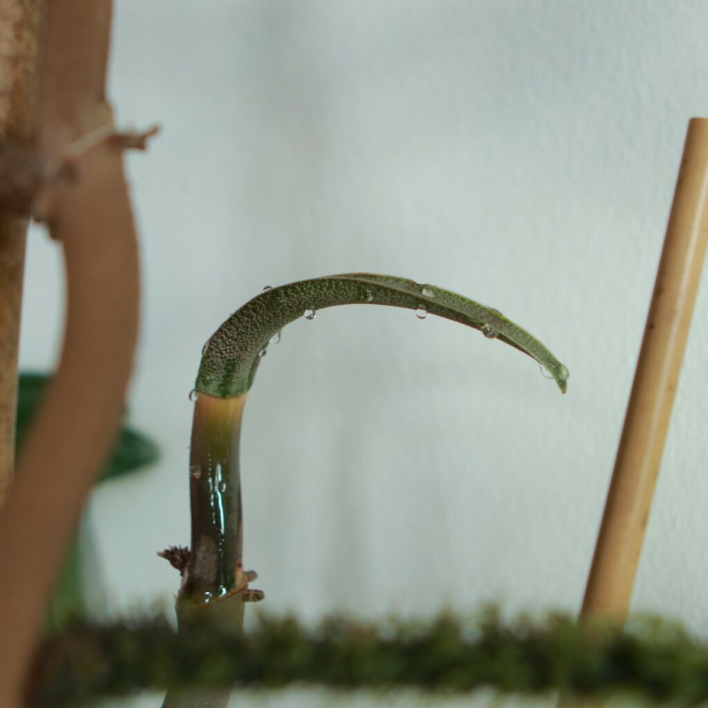 Nectar drops on a new philodendron leaf