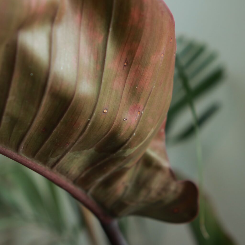 Red dots and nectar on the underside of Philodendron leaves