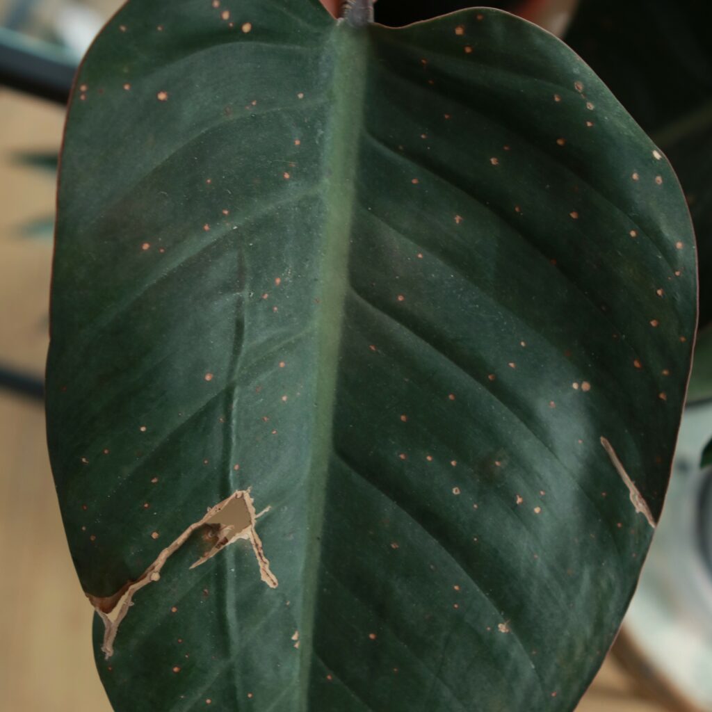 Extraflorale Nektarien an Philodendron