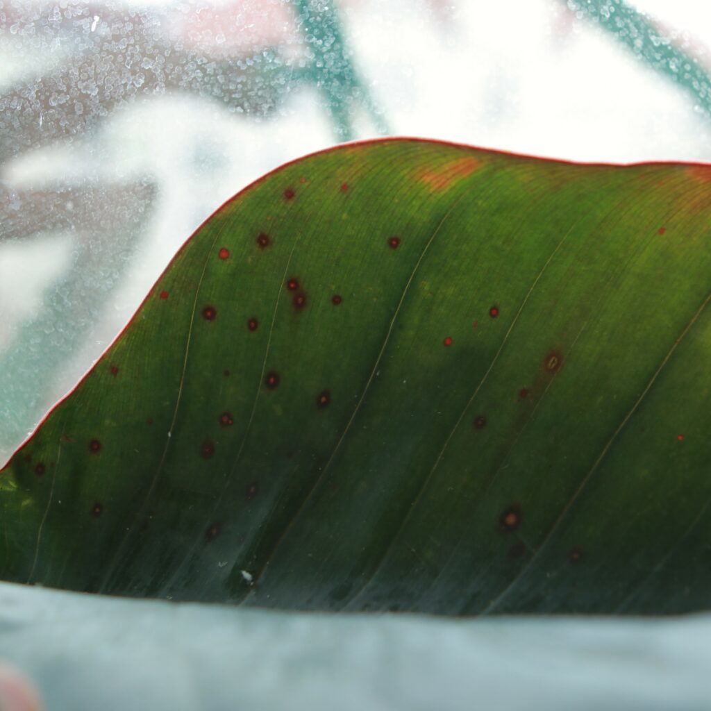 Red dots on philodendron leaf