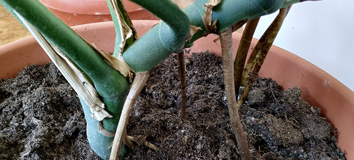 Aerial roots protrude into the pot of the Monstera