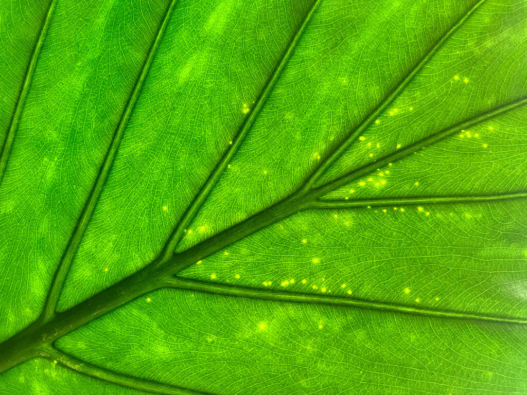 Extrafloral nectaries leave yellow dots on the leaf