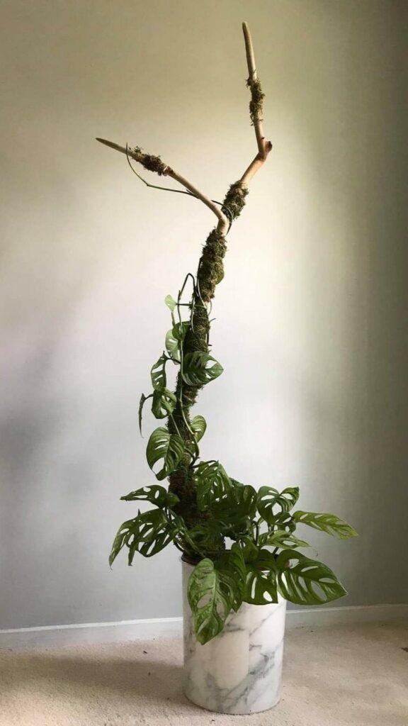 Branch with moss as a climbing aid