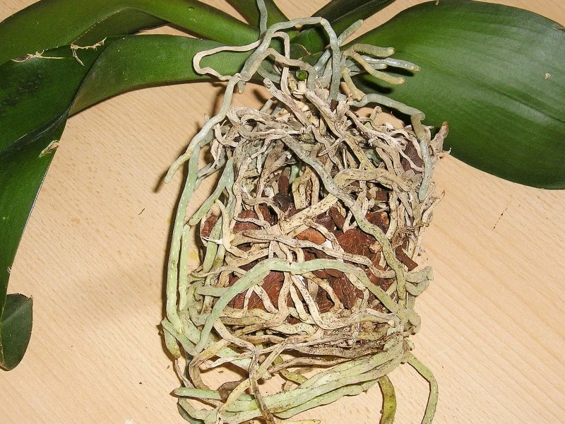 Ausgetrocknete Luftwurzeln einer Orchidee