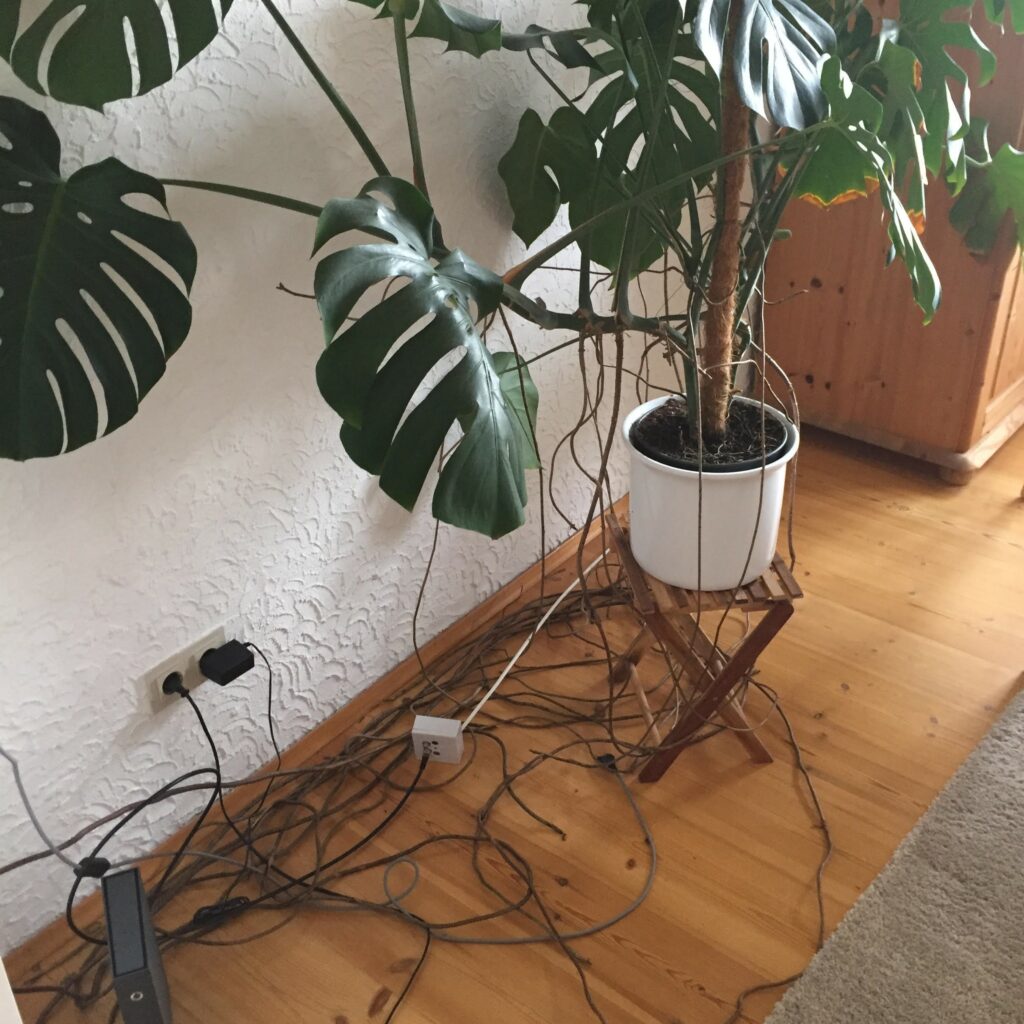 Monstera with long aerial roots
