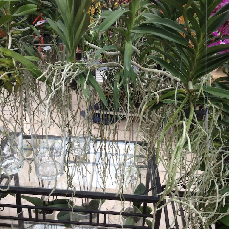 Orchids with many aerial roots
