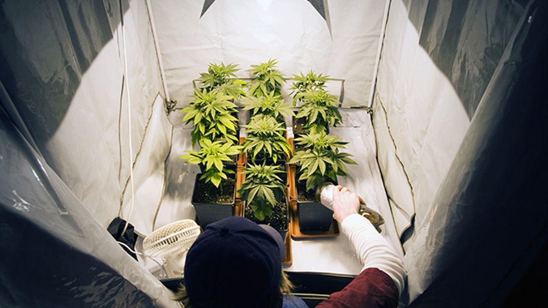 Grow Box für Cannabis Anbau