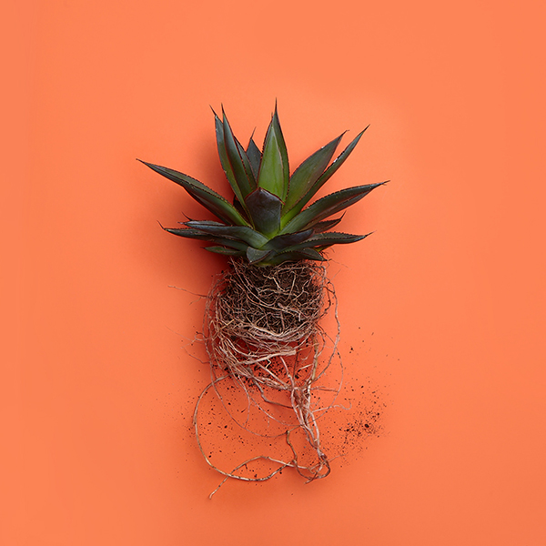 013_a_Agave attenuata