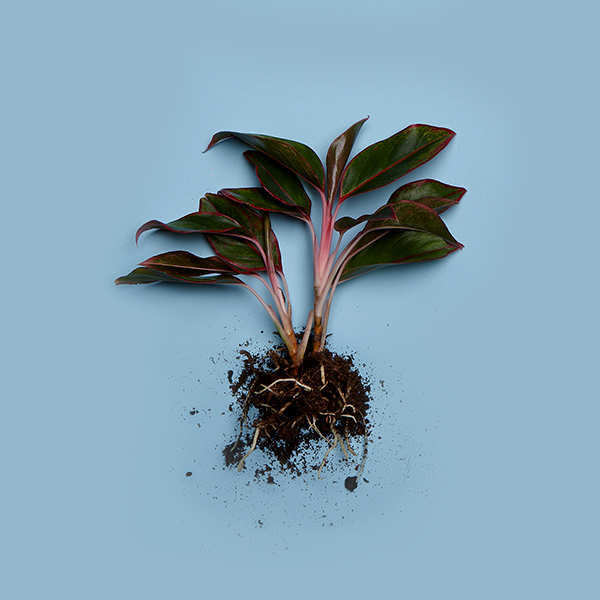 014_e_Aglaonema commutatum