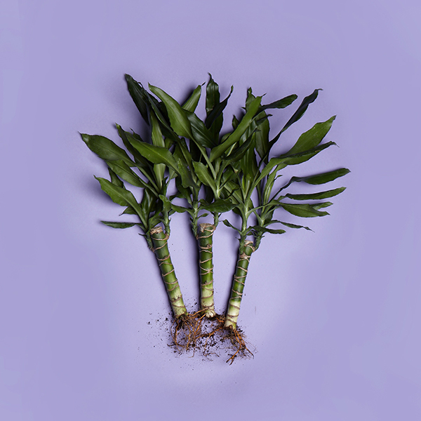 154_b_Dracaena fragrans