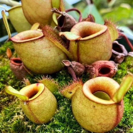 2287_a_Nepenthes spp