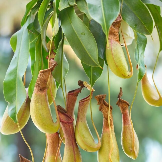 268_a_Nepenthes × neglecta