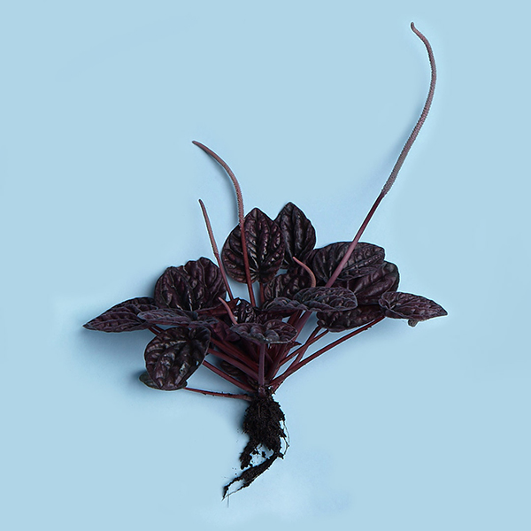 292_a_Peperomia caperata v. red