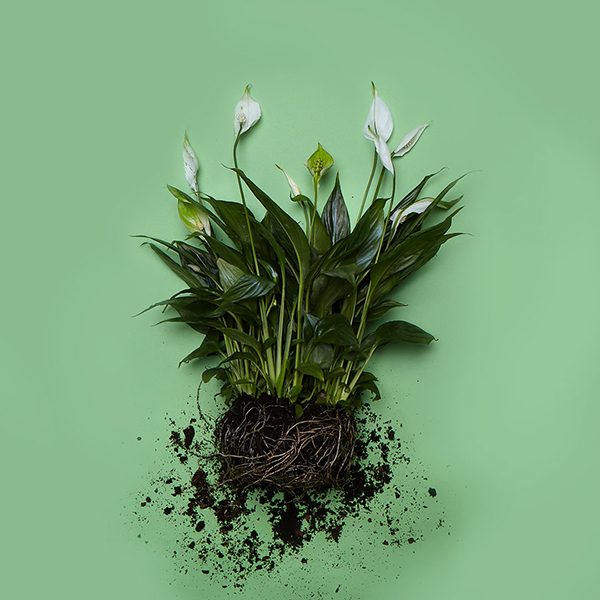 402_a_Spathiphyllum wallisii