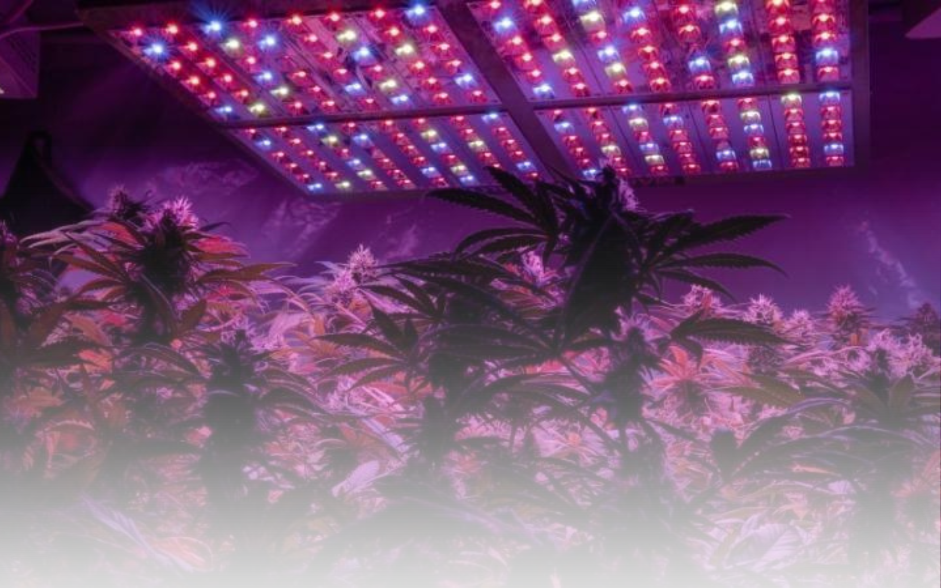 Cannabis Artikel Headerbilder