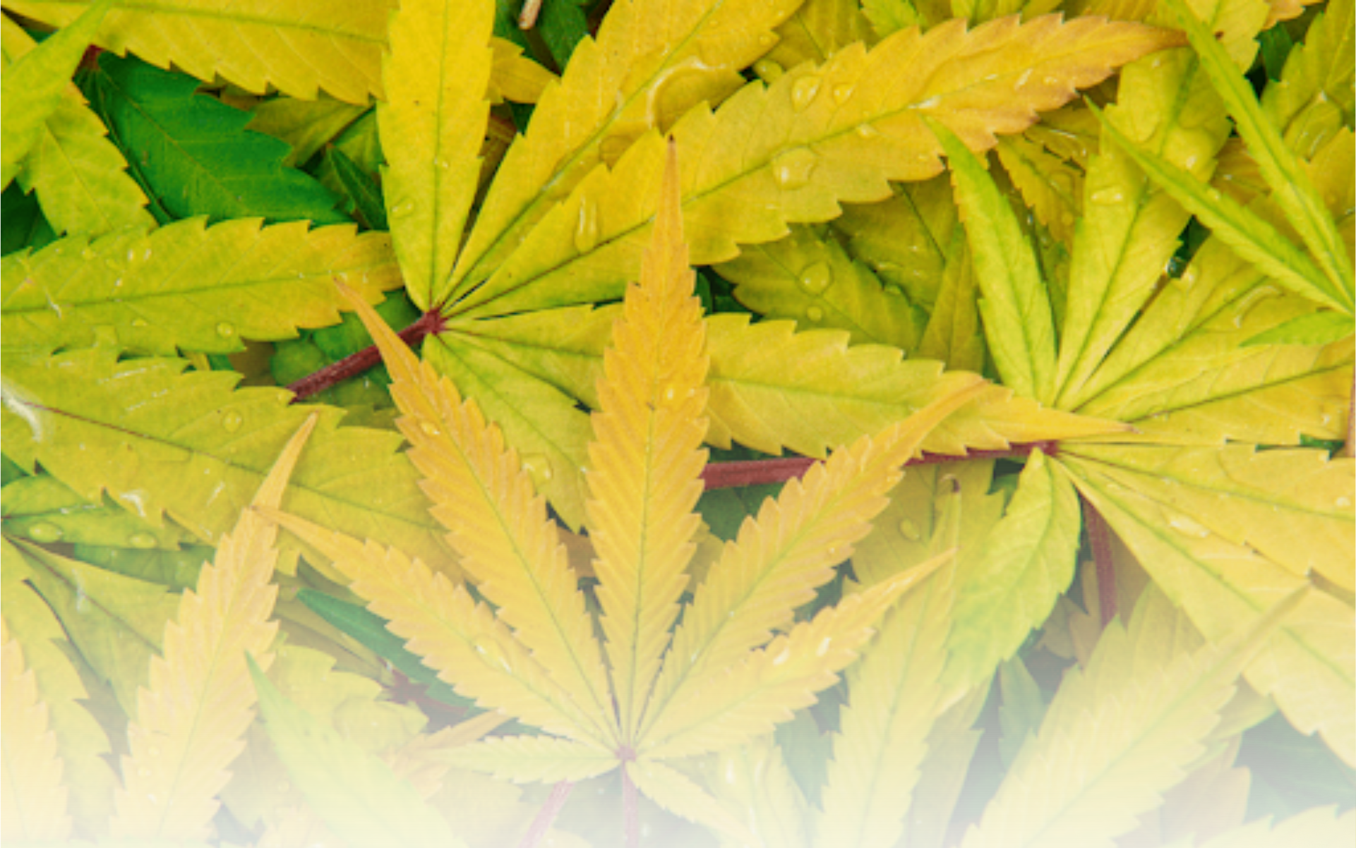 Header gelbes cannabis