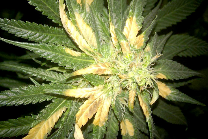 gelb 9