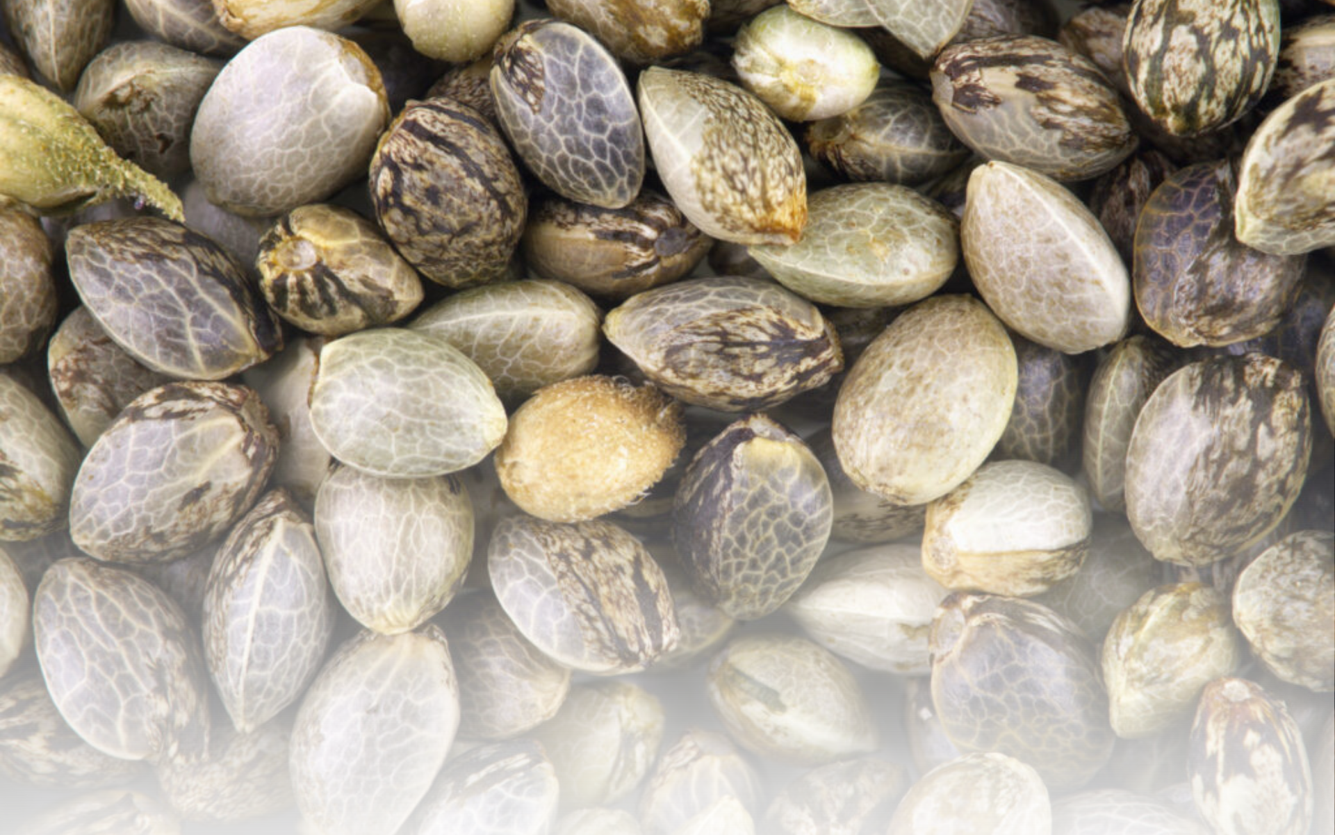 Cannabis Artikel Headerbilder