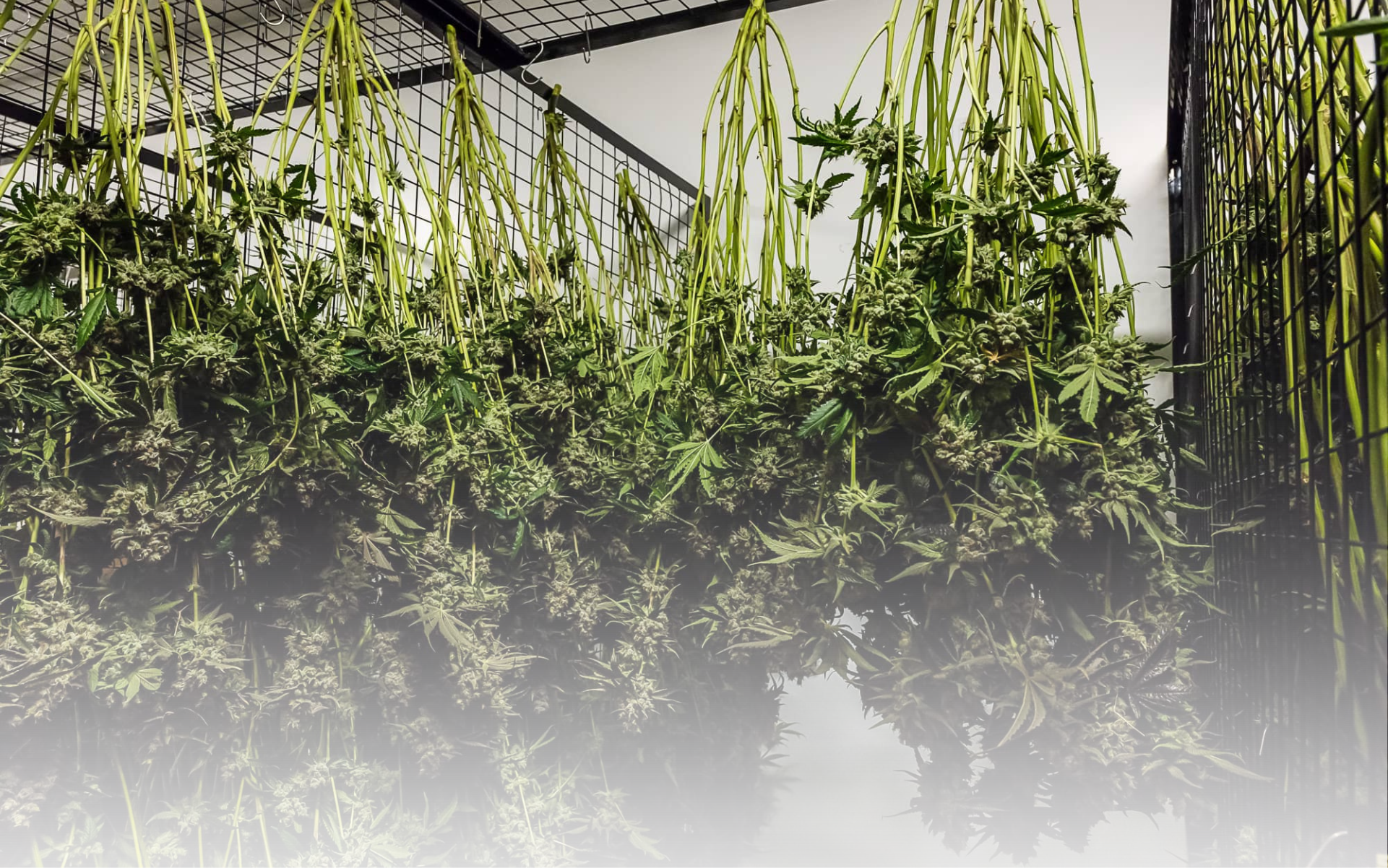 Cannabis Artikel Headerbilder(1)