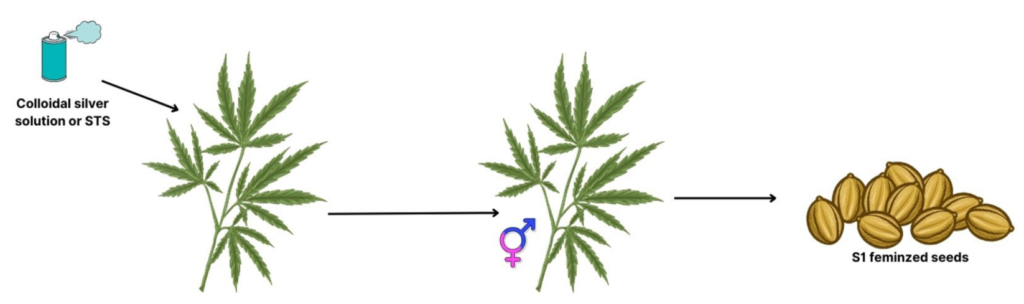 Colloidal silver solution or STS.jpg