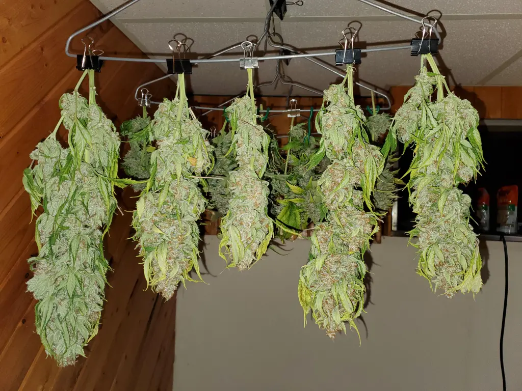 Drying and following dry trim