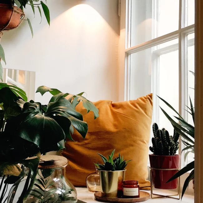 houseplants-fall_2992x