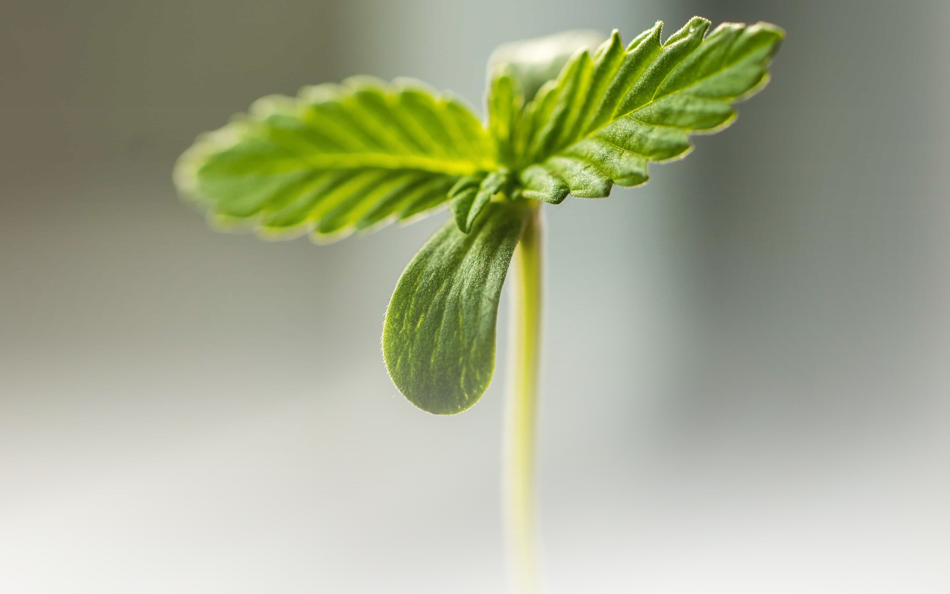 Cannabis Artikel Headerbilder(4)