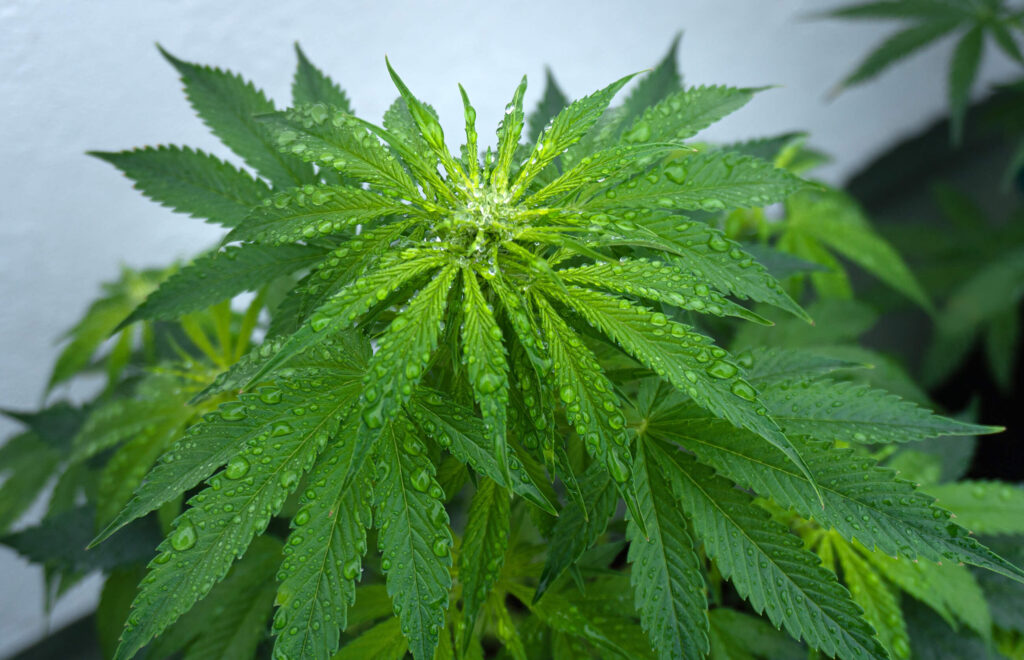 How-much-water-does-weed-need-1024x660