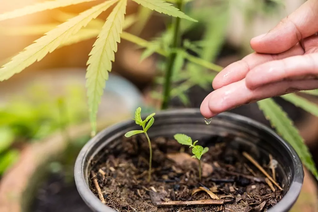 watering-cannabis-plants-and-seedlings-how-to-water-your-plants-Dutch-Passion