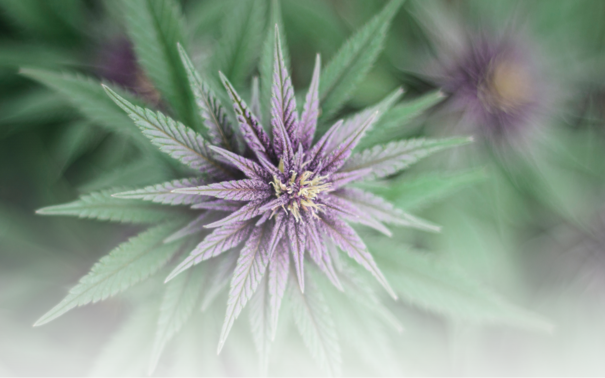 Cannabis Artikel Headerbilder