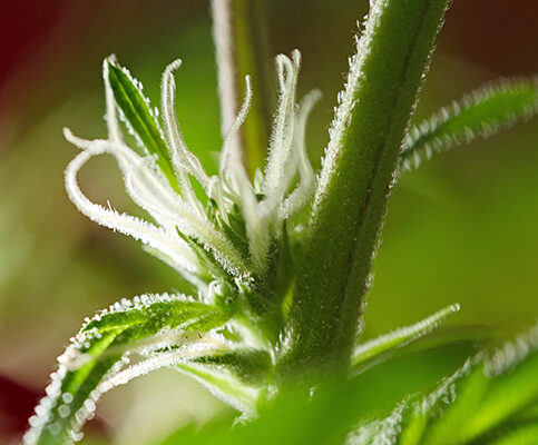 What-is-the-flowering-phase