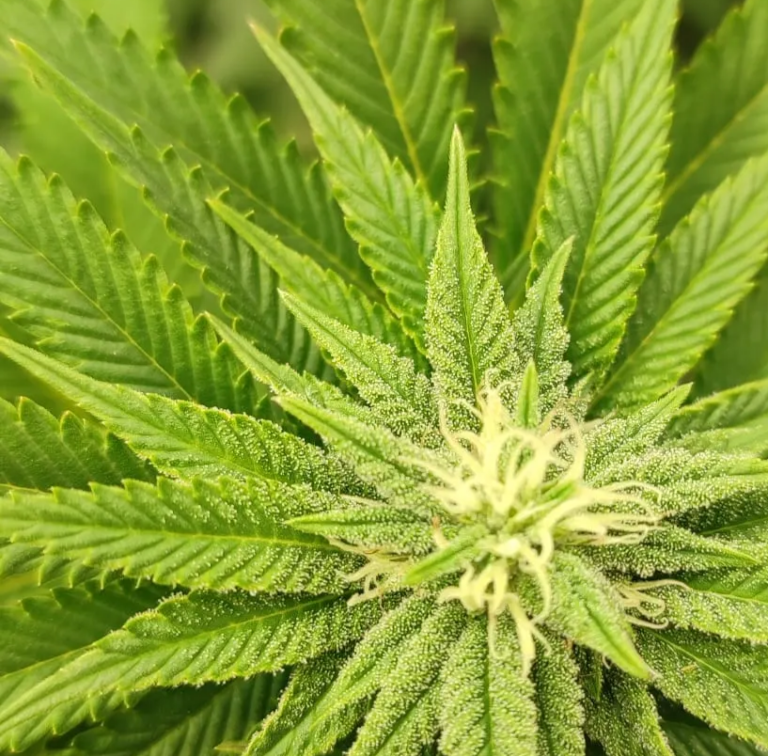 WhatsApp Image 2024-12-11 at 14.50.52.jpeg