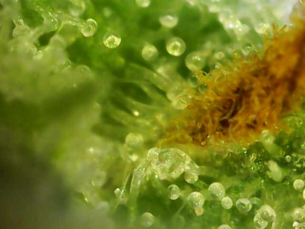 WhatsApp Image 2024-12-11 at 15.28.52