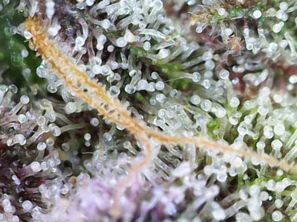 WhatsApp Image 2024-12-11 at 15.30.08