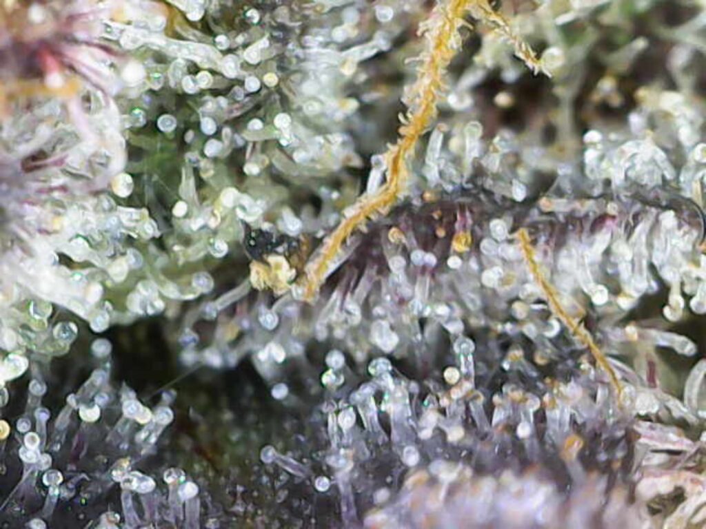 WhatsApp Image 2024-12-11 at 15.31.26