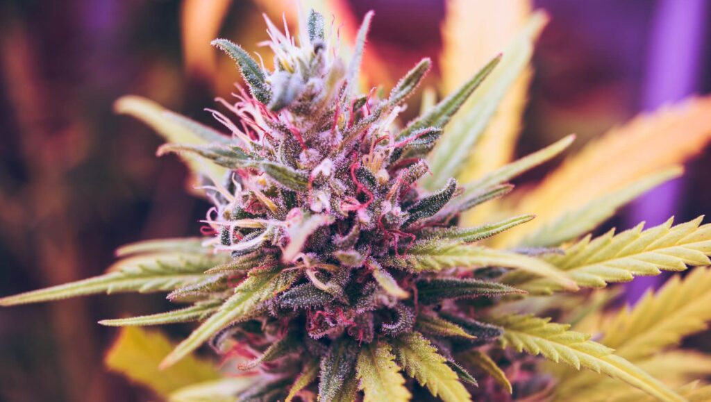 esteban-lopez-t9jQie6cUhg-unsplash