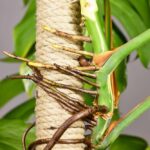 Thick,Aerial,Roots,Of,Monstera,Deliciosa,Houseplant,Attached,To,Climbing