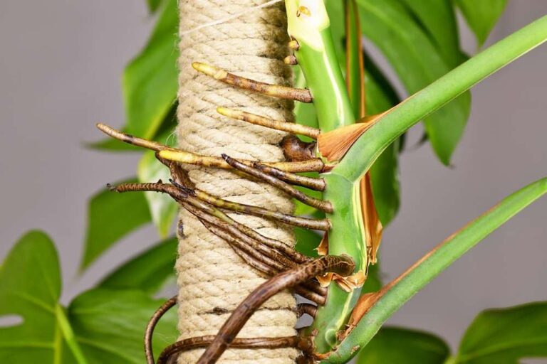Thick,Aerial,Roots,Of,Monstera,Deliciosa,Houseplant,Attached,To,Climbing