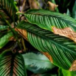 Brown,Disease,On,Calathea,Leaves.
